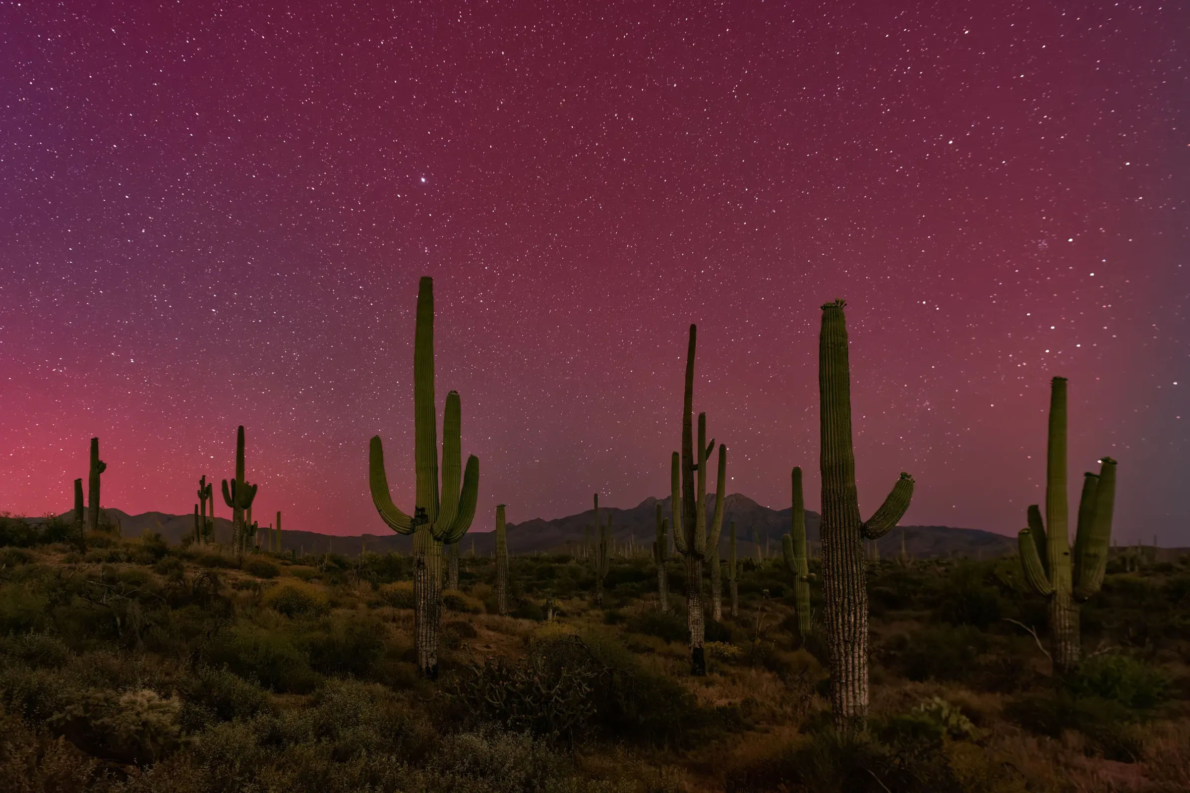 Saguaro cactus under a red night sky full of stars in the Arizona desert